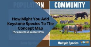 How Might You Add Keystone Species To The Concept Map